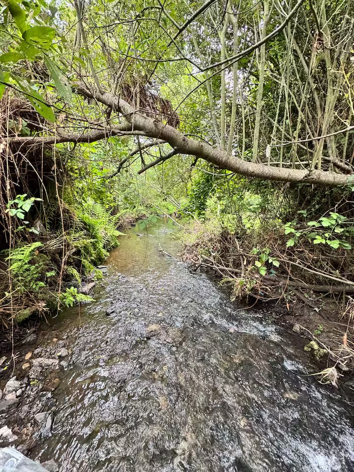 San Pedro Creek running clear over stones beneath a canopy of native trees and ferns